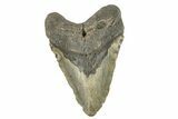 Huge, Fossil Megalodon Tooth - North Carolina #275534-1